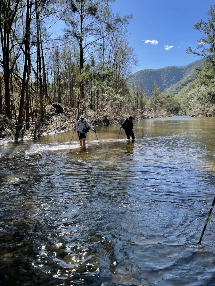 Hikers wading across a river in the bush